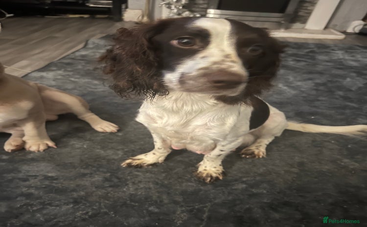 Mixed Breed dogs - Advert 5