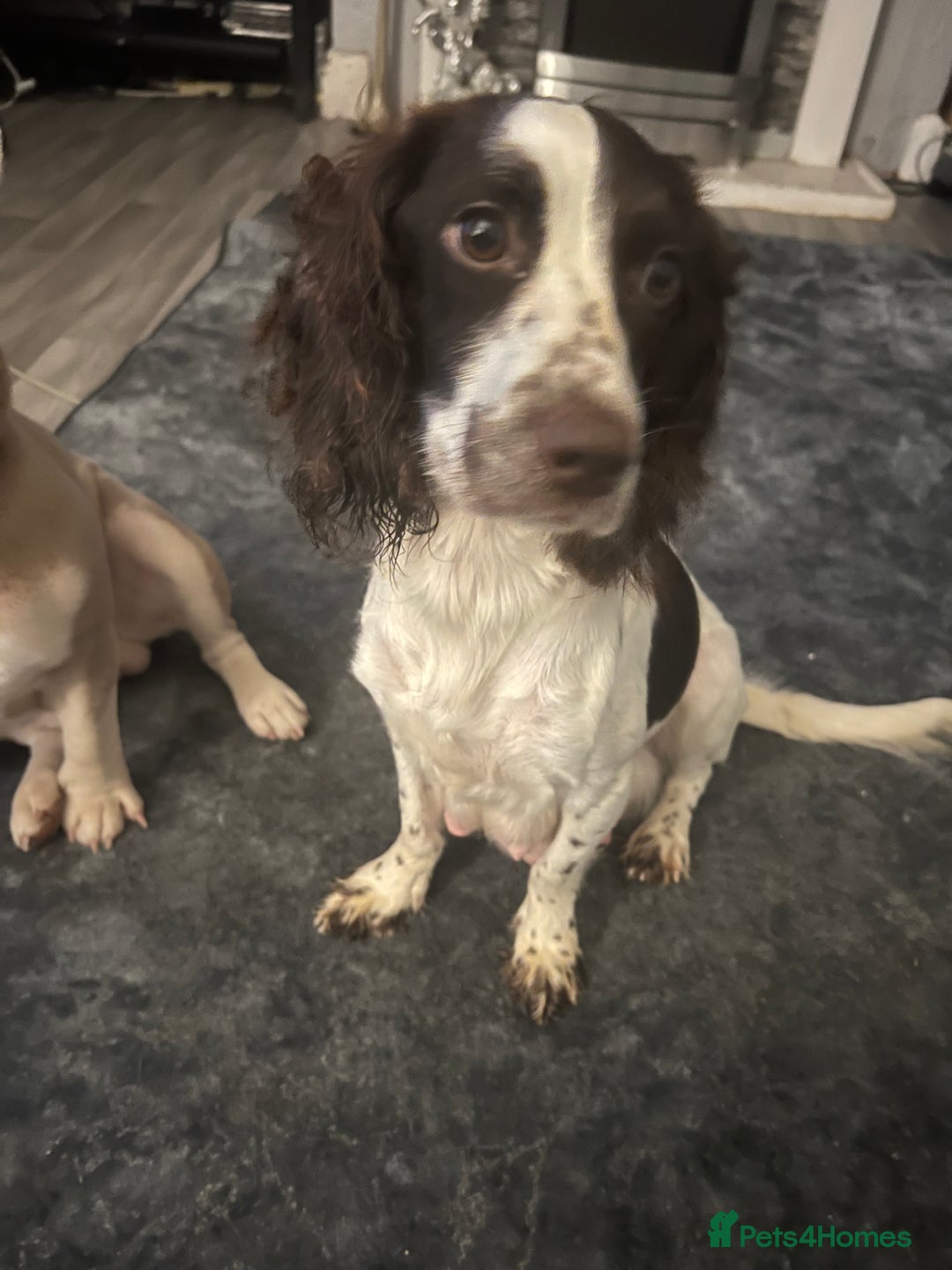 Mixed Breed dogs for sale: Sprocker x frenchie - Image 1