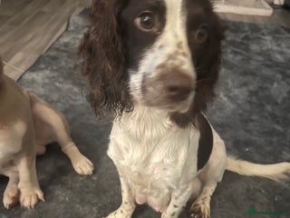 Mixed Breed dogs - Advert 23