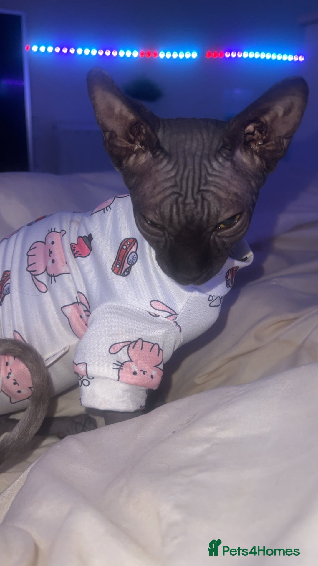 Sphynx cats for sale: Sphynx kitten for sale  - Advert 3
