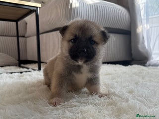 Huskita dogs Gorgeous Huskita Puppies - Advert 4