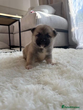 Huskita dogs Gorgeous Huskita Puppies - Advert 7