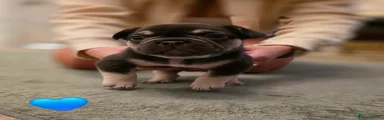 French Bulldog 1