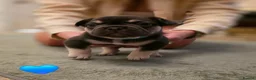 French Bulldog dogs for sale: French Bulldog Puppies in Swadlincote - Advert 7