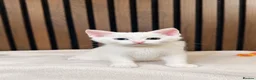 Domestic Shorthair cats for sale: Stunning Kittens | Bella's Litter | Ready Now - Advert 3