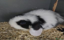 Mini Lop rabbits for sale: Mini lop rabbits  - Image 10