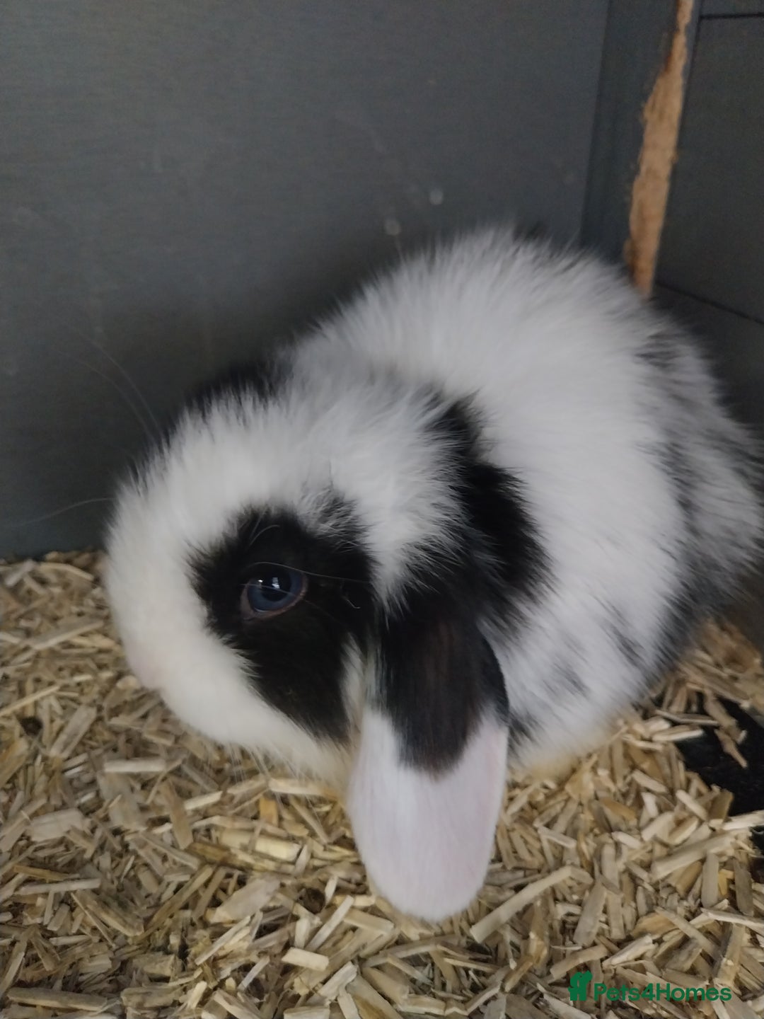 Mini Lop rabbits for sale: Mini lop rabbits  - Image 10