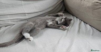 British Shorthair cats in Enfield - Advert 4