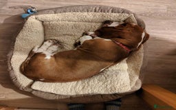 Basset Hound dogs for sale: Basset Hound Girl - Image 4