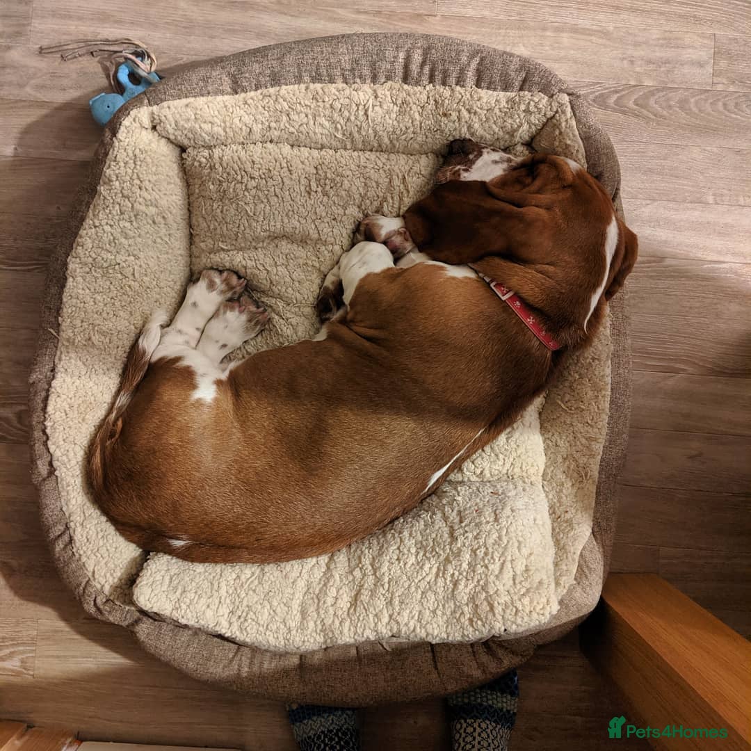 Basset Hound dogs for sale: Basset Hound Girl - Image 4