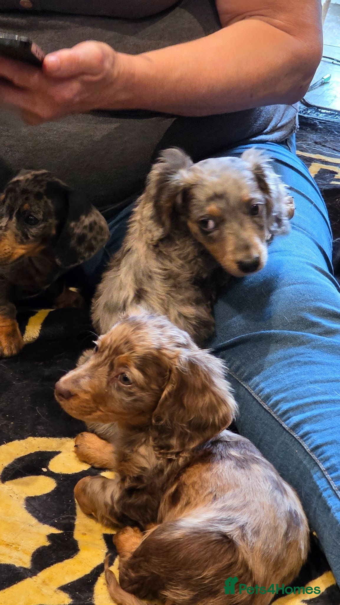 Dachshund dogs 5 gorgeous dachshund puppies for loving homes - Advert 2