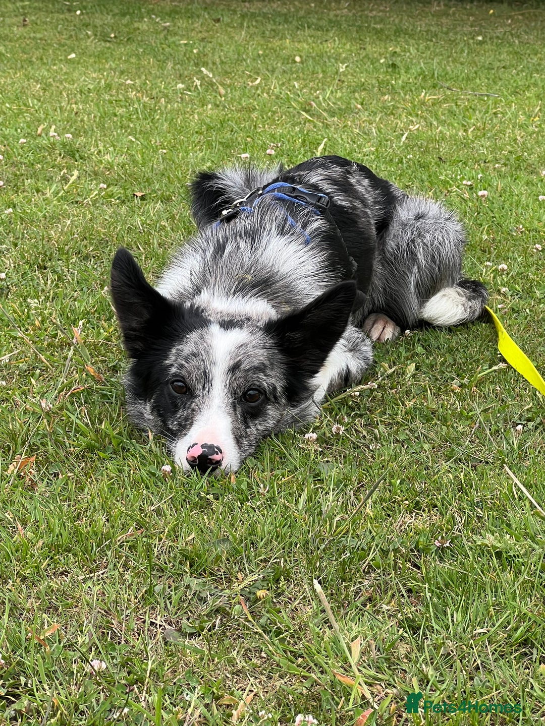 Border Collie dogs for sale: Merle border collie male  - Advert 17