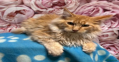 Maine Coon cats - Advert 8