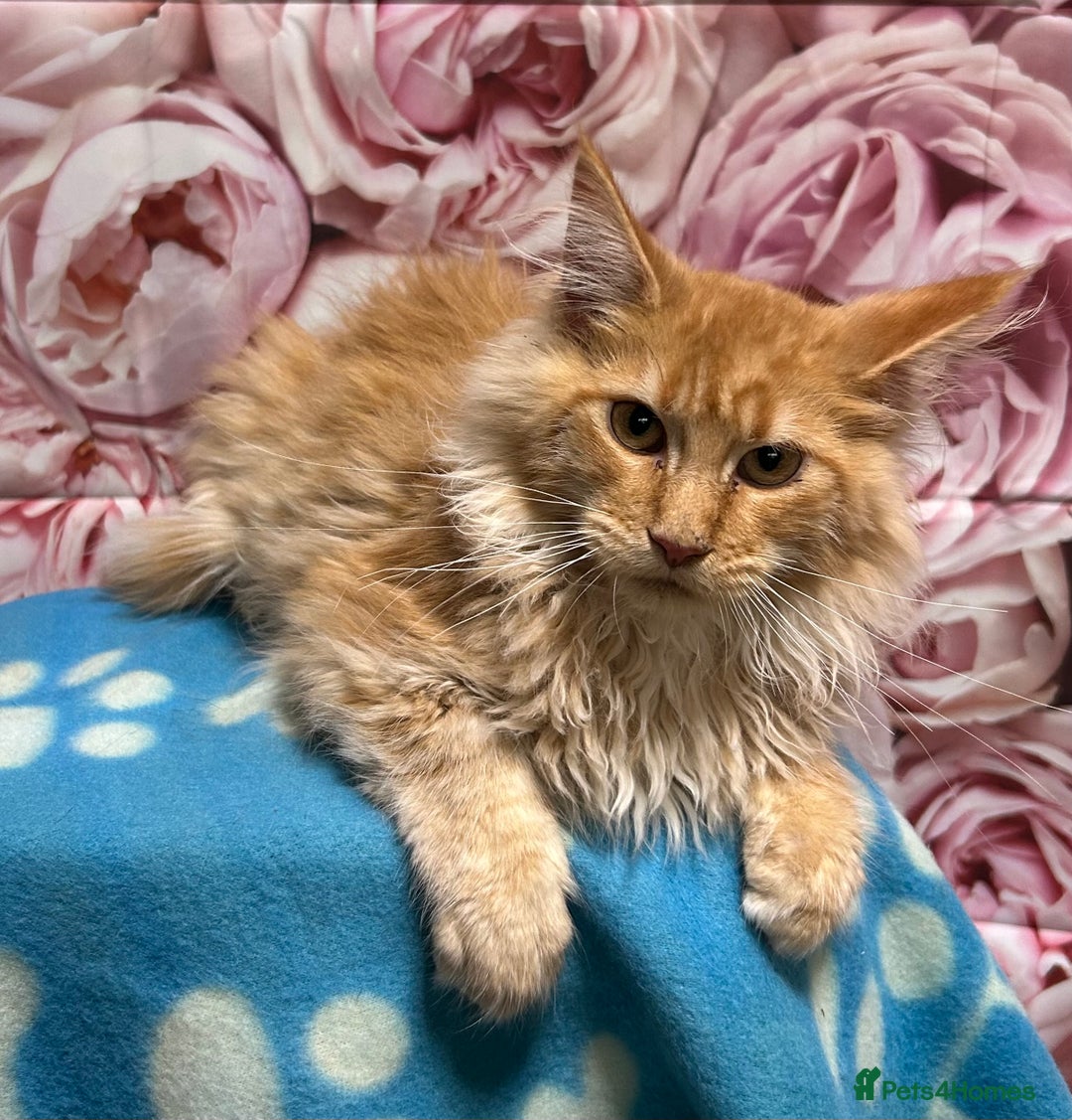 Maine Coon cats for sale: TICA Registered Maine Coon Kittens.  READY NOW  - Image 5