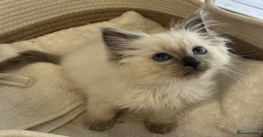 Ragdoll cats - Advert 3