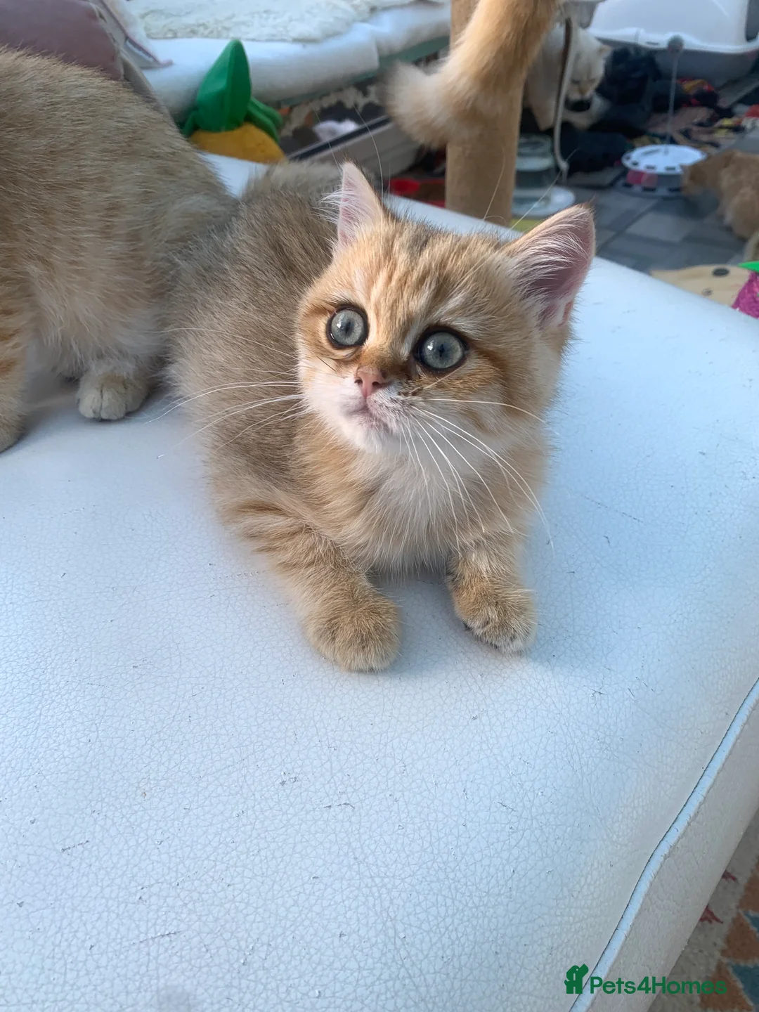 British Shorthair cats for sale: GCCFreg shampion parents  BSH  golden chinchilla   - Advert 35