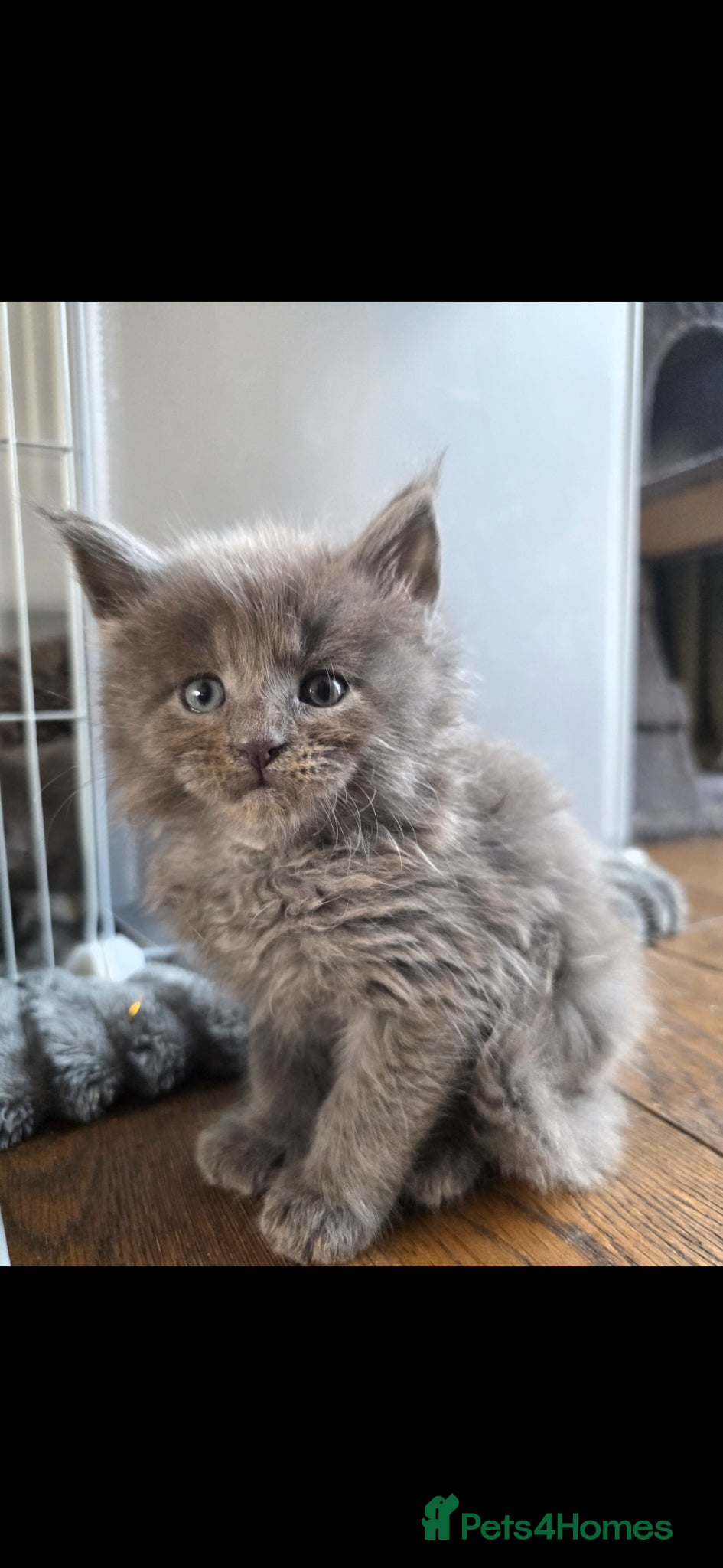 Maine Coon cats Maine coon pedigree kittens  - Advert 9