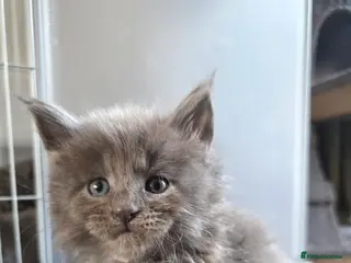 Maine Coon cats Maine coon pedigree kittens - Advert 9