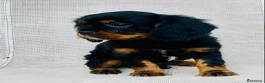 Cavalier King Charles Spaniel 1