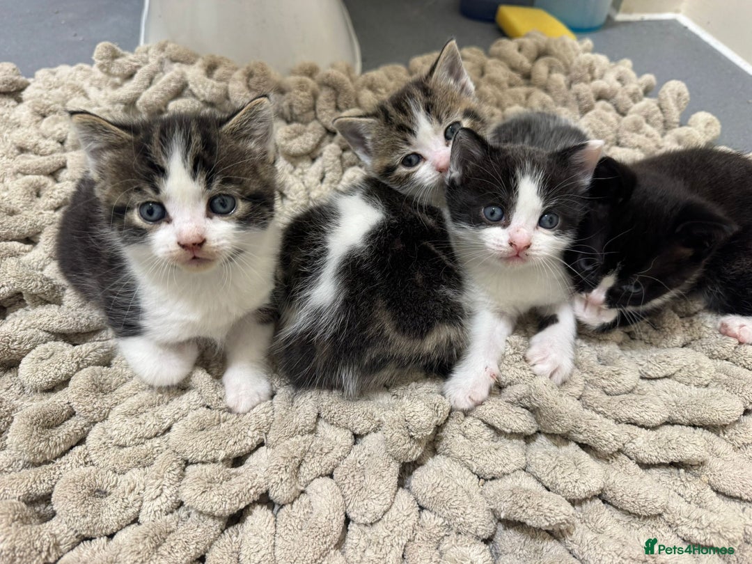 Mixed Breed cats for sale: Russian Blue x Tabby - Advert 36