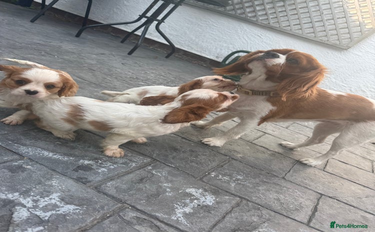 Cavalier King Charles Spaniel dogs - Advert 1