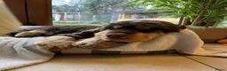 Cocker Spaniel dogs for sale: Rosie's chocolate puppies  in St Albans - Advert 8