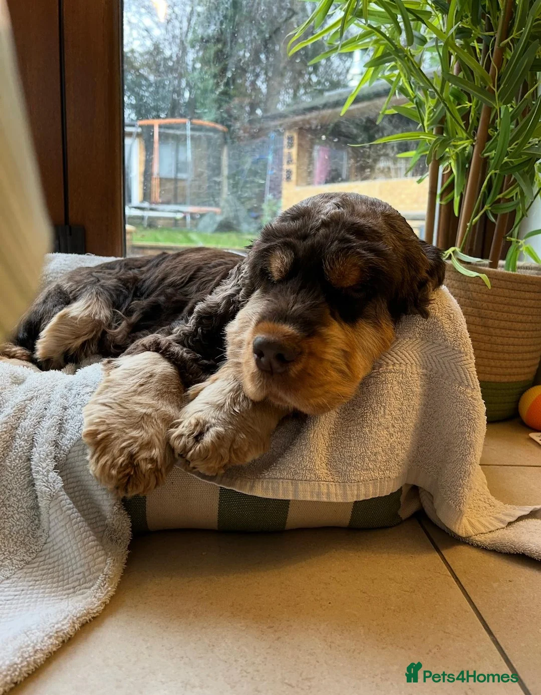 Cocker Spaniel dogs for sale: Rosie's chocolate puppies  in St Albans - Advert 8