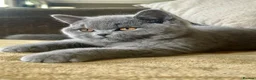 British Shorthair cats for sale: One Kitten Left!  - Advert 8