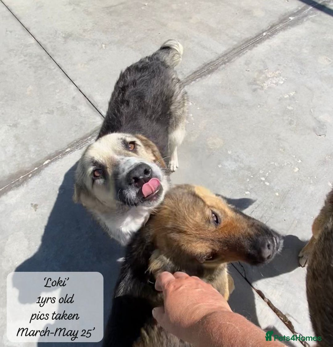 Mixed Breed dogs for adoption: Loki, 1 yr old, male. Reserved stc.  in Brixham - Image 10