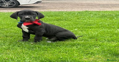 Great Dane dogs - Advert 11