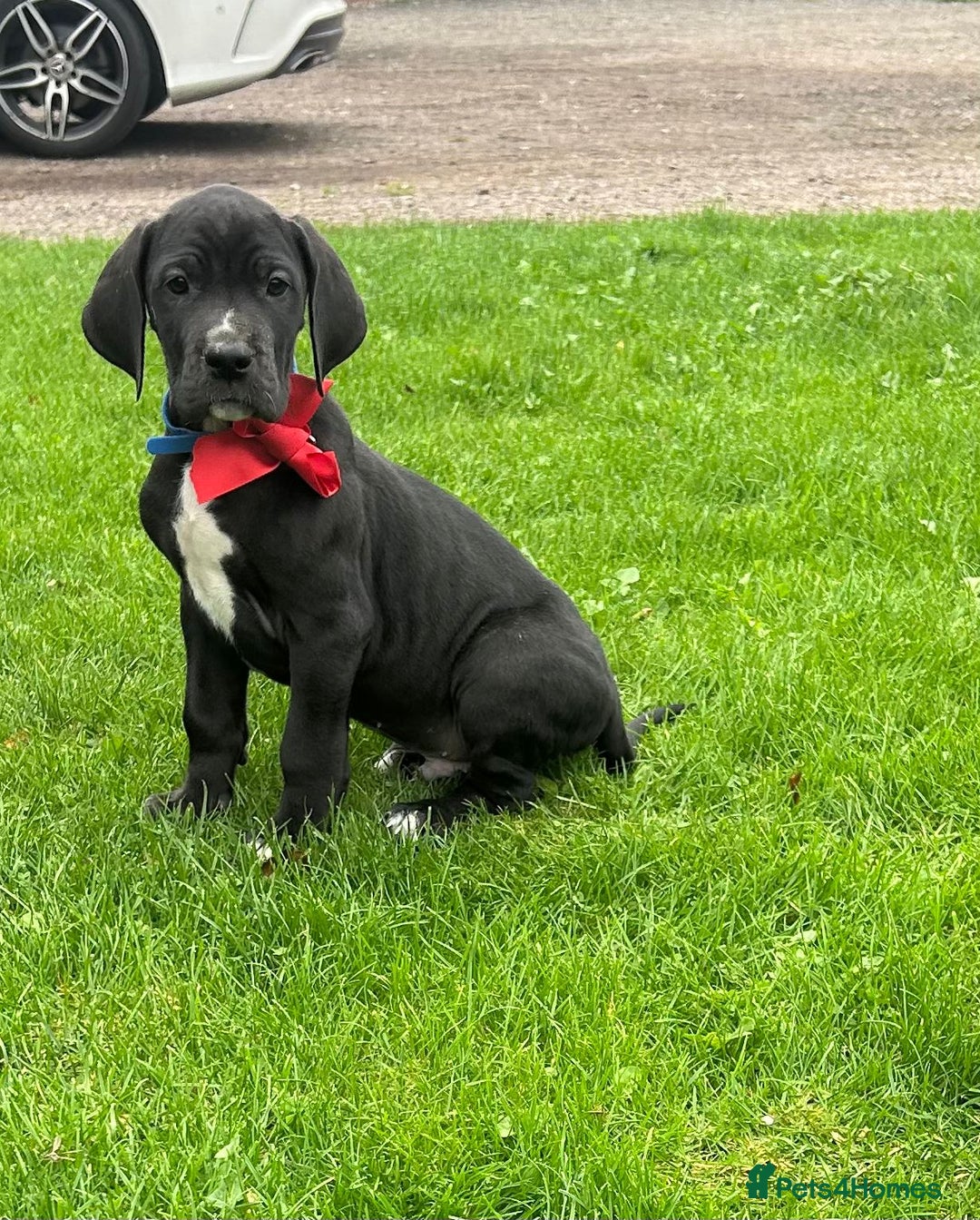 Great Dane dogs for sale: Outstanding litter of Great Danes  - Image 2