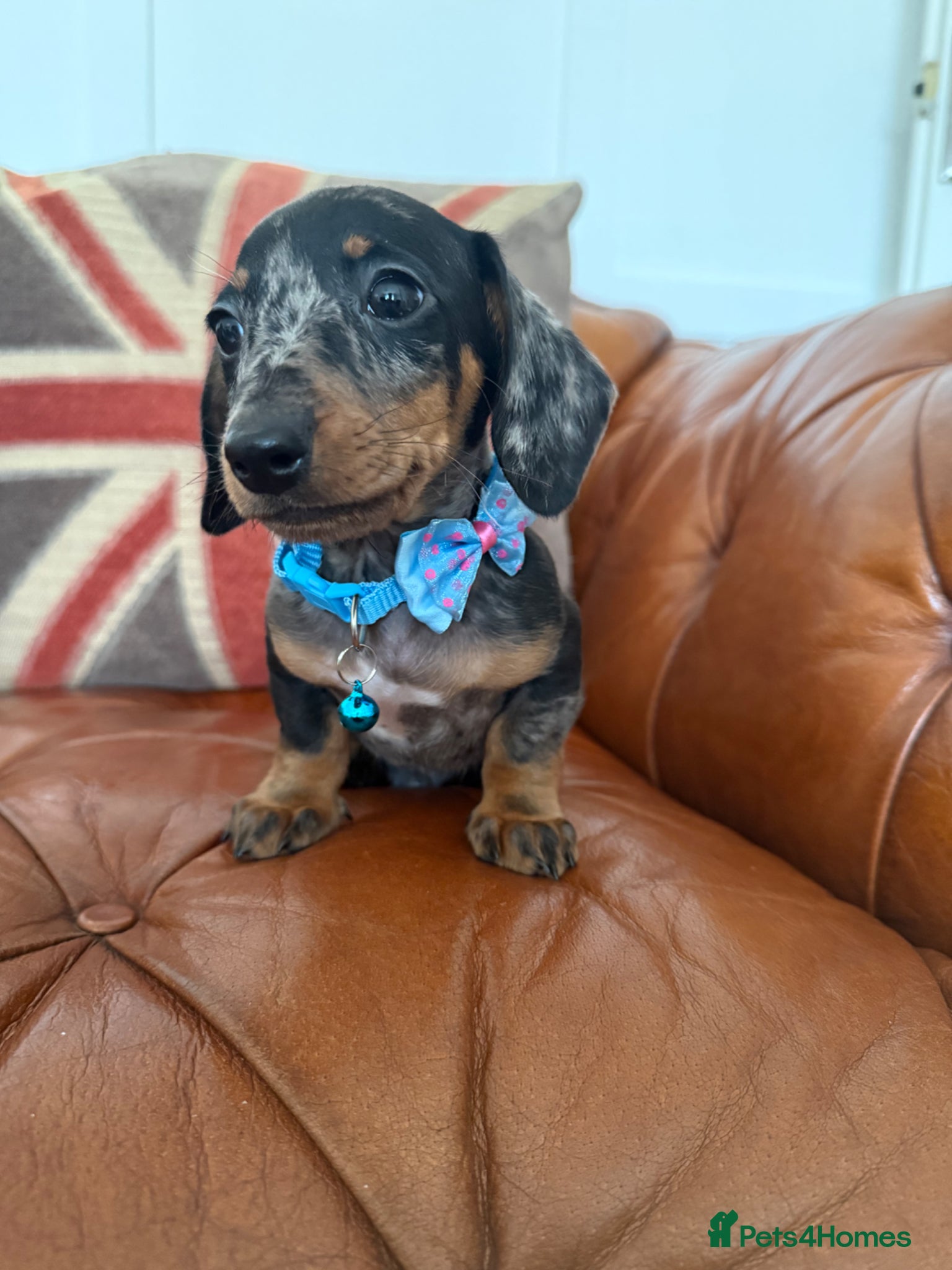 Miniature Dachshund dogs Beautiful Litter Of Miniature Dachshund Pups - Advert 2