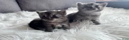 Egyptian Mau cats for sale: TICA Reg.Exceptional SILVER SMOKE EgyptianMAUxBeng - Advert 6