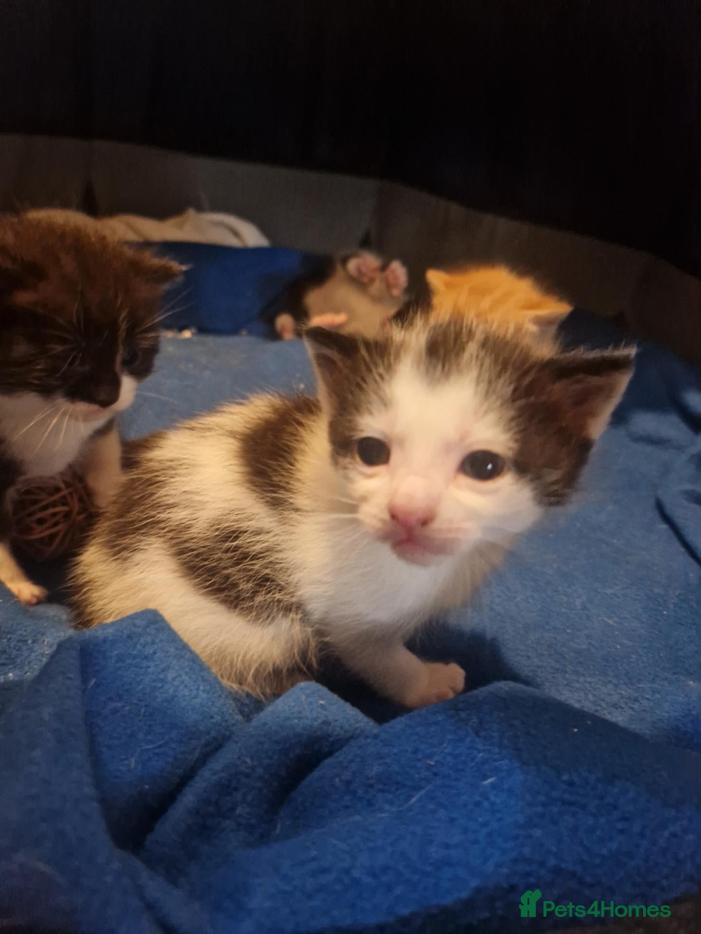 Mixed Breed cats 4 little kittens bundles of fluff  - Advert 8