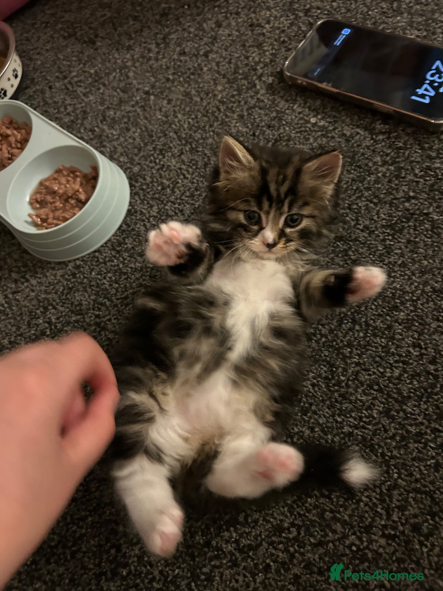 Mixed Breed cats for sale: Kittens in need of urgent homes  in Rotherham - Advert 5