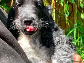 Cocker Spaniel dogs Stunning KC Registered Show Cocker Spaniel Puppies - Advert 1
