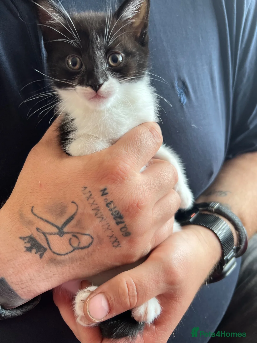 Maine Coon cats for sale: Tuxedo  - Advert 5