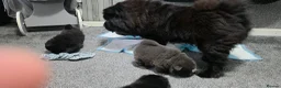 Chow Chow dogs for sale: Kc registered violet chow chows  - Advert 30