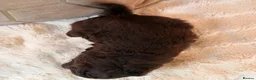 Labradoodle dogs for sale: ** RARE CHOC-PHANTOM & MERLE F2 LABRADOODLES ** - Advert 12