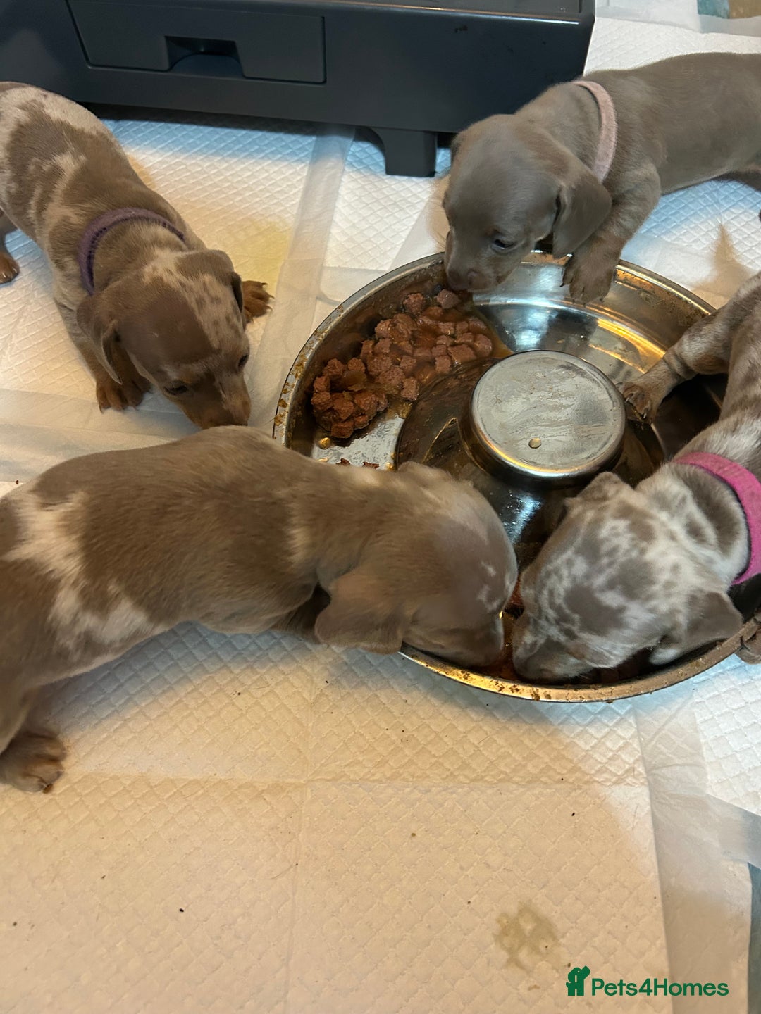 Miniature Dachshund dogs for sale: Isabella dapple Miniature dachshund  - Advert 3