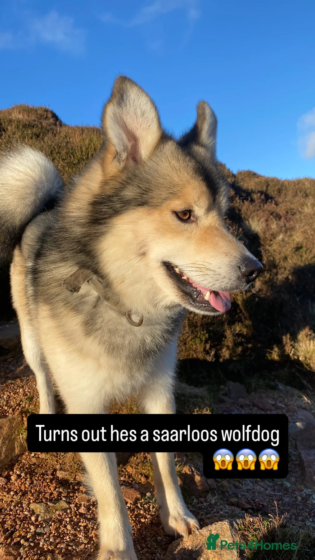 Mixed Breed dogs for sale: Border x Pomskys  - Advert 8