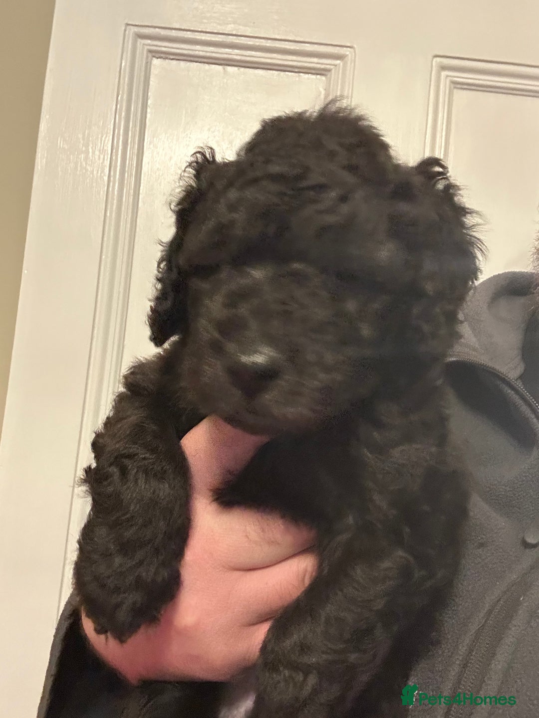 Labradoodle dogs for sale: Adorable Home-Raised F2B Labradoodle Puppies - Advert 10