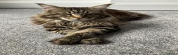 Maine Coon cats for stud: Very large Main coon for Stud - Advert 1