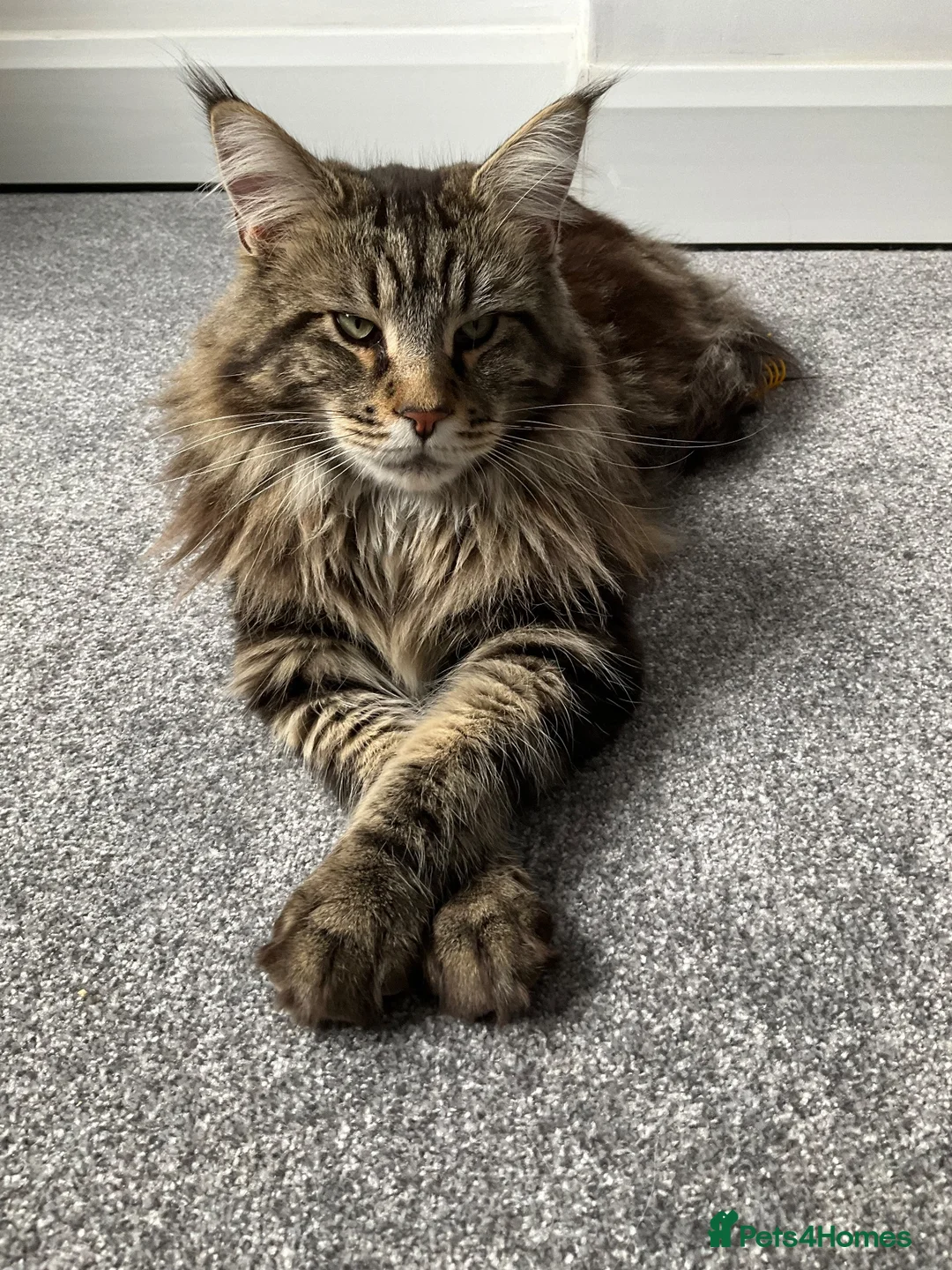 Maine Coon cats for stud: Very large Main coon for Stud - Advert 1