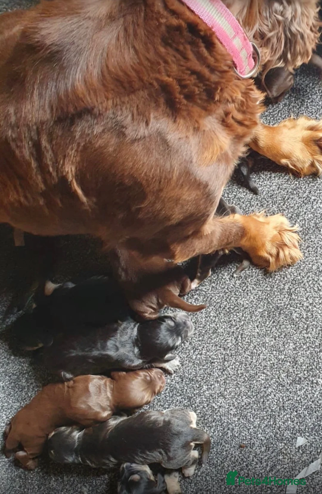 Cocker Spaniel dogs for sale: Show type cocker spaniels in Ipswich - Advert 2