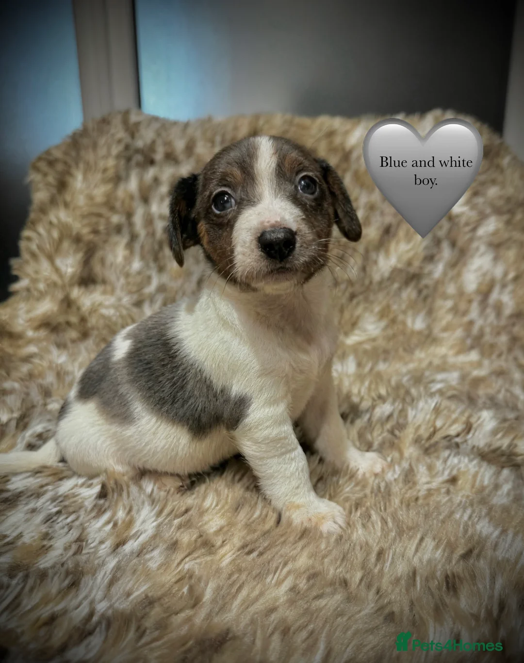 Jack Russell dogs for sale: Beautiful traditional and Merle jack Russels  - Advert 6