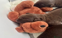 Labrador Retriever dogs for sale: 5 Stars 🌟 Chocolate Labradors  🌟  - Image 16