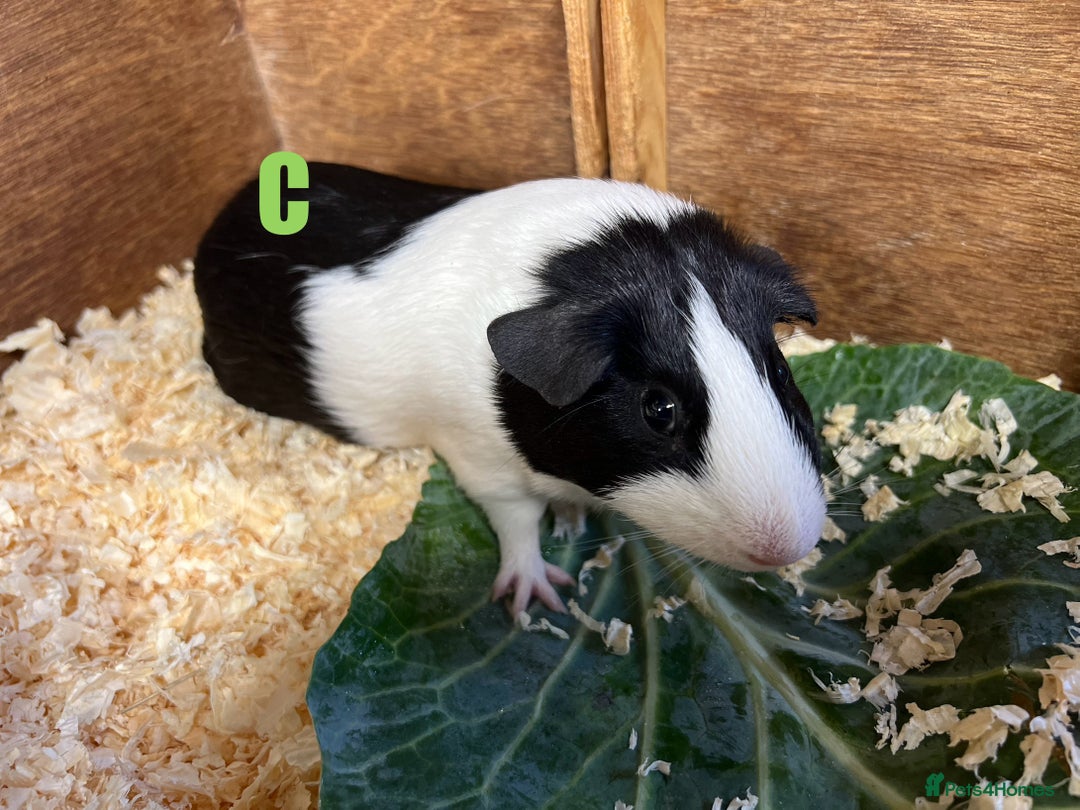 Guinea Pig rodents for sale: Boars and Sows - Image 21