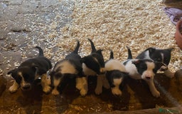 Border Collie dogs for sale: 6 border collie puppies  - Image 1