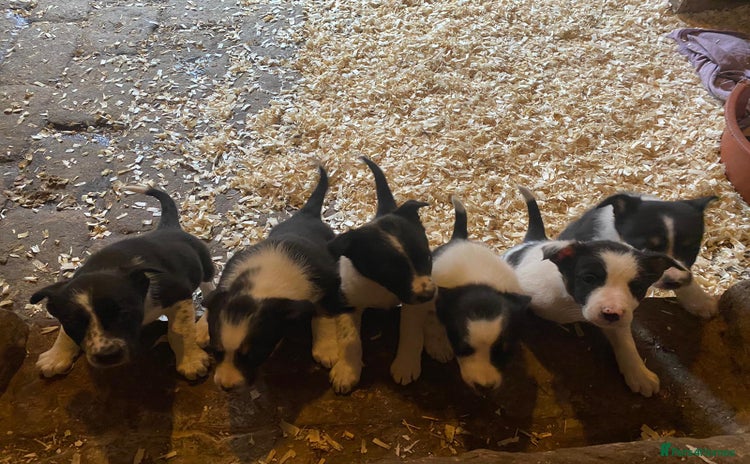 Border Collie dogs - Advert 6